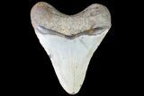 Bargain, Megalodon Tooth - North Carolina #84001-2